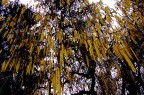 Un'albero che sembra un lampadario con grandi gocce.