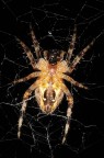 Ritratto di ragno Ritratto di ragno