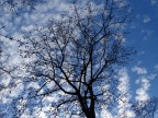 Quando guardi questo albero, ti cattura e non riesci a smettere di guardarlo.