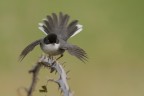 Occhiocotto. (Sylvia melanocephala)