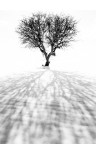 S.T. 365 S.T. 365