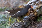 Una gallinella