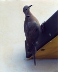 che uccello è? che uccello è?
