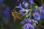  uno dei primi tentativi di macro con il sigma 70-300! Purtroppo nonostante avessi usato un'apertura ridotta del diaframma non sono riuscito ad ottenere una pdc soddisfacente! Non  nemmeno facile mettere a fuoco un soggetto che si muove!

Che ve ne pare?