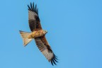 Nibbio reale (Milvus milvus) Nibbio reale (Milvus milvus)