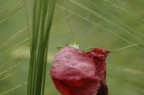 Tettigonia viridissima che si affaccia da un tulipano per vedere dove mi trovavo :D
