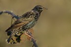 Storno comune (Sturnus vulgaris) Storno comune (Sturnus vulgaris)