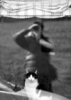 gatti e paparazzi gatti e paparazzi