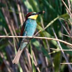 Il Gruccione e l'Ape Il Gruccione e l'Ape