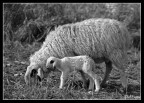 piccola e romantica foto familiare...
agnellino con la sua mamma

D70 + 80-200 AFS

ogni tanto le pecorelle passano anche dall'alto garda...

:-) Zila