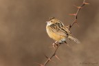 Beccamoschino Beccamoschino