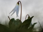 ancora dormiente ancora dormiente