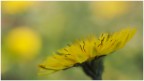 Giallo nel prato Giallo nel prato