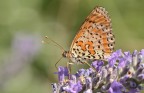 Melitaea Melitaea