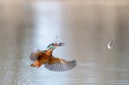 la pesca del martino