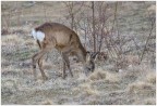 Capriolo femmina Capriolo femmina