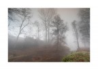 Fog Fog