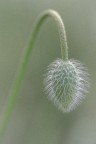 La passione per la fotografia  nata nel mio giardino...
Un vecchio scatto..