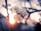 Sera di Primavera
