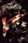 Nembrotha lineolata Nembrotha lineolata