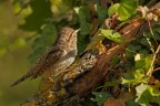 Torcicollo Torcicollo