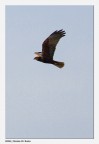 Falco di Palude Falco di Palude