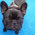 Bellino.... Bellino....