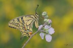 Macaone_DSC4378