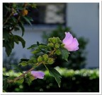 ..un fiore ..un fiore