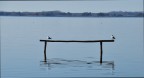 Oasi di Massaciuccoli Oasi di Massaciuccoli