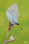 Glaucopsyche alexis Glaucopsyche alexis