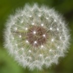 Macro_quad Macro_quad