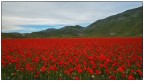 Castelluccio 2018