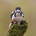 ..picchio rosso.. ..picchio rosso..