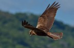 Falco