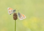 macro_orizz
