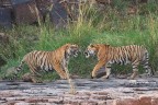 Sono due fratelli di poco pi di due anni che, come tutte le tigri di quell'et, iniziano a diventare antagonisti.