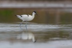 Avocetta-a-pesca-con-il-filo_DSC6798