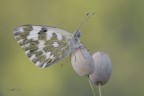 Pontia-edusa_DSC4405