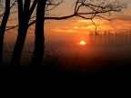 alba padana
