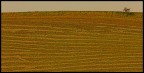 paesaggio toscano paesaggio toscano