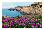 Fioritura di Carpobrotus edulis a Costa Paradiso
2s - f11 - ISO200 - cavalletto - 12mm
Olympus OM-D E-M5 II + 12-40f2.8