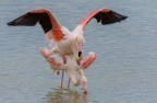 Fenicottero Fenicottero