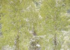 Neve Primaverile