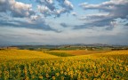 Campagna Marchigiana