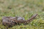Vipera Vipera