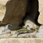 Visita oculistica Visita oculistica