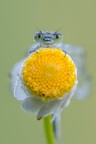 Inaugurata la stagione macro 2019!
Ancora pochi insetti nei nostri campi, almeno quello che frequento io, ma qualcosa a casa si porta sempre!
Si tratta di un Focus stacking di 3 scatti.
[url=https://i.imgur.com/xuRRFHP.jpg] Qu [/url]con qualche pixel in pi.

Come sempre saranno graditissime le vostre opinioni.