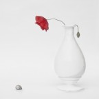 fiori di campo fiori di campo