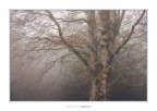 Low Mist